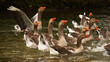 group of excited geese in water 