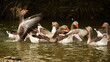 group of geese swimming
