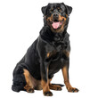 Large Black and Brown Dog Sitting Down