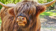portrait of hairy highland cattle from Galloway, Scotland
