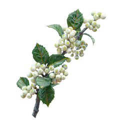 long stem and curly nature realistic on tree holly flower