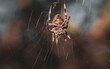 Arachnid perched atop its intricate web, constructed from sparkling, silken strands.