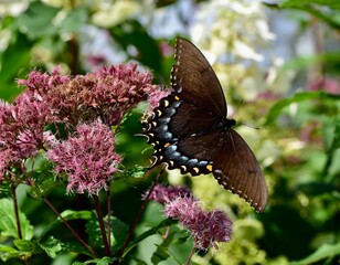 Wall Mural - Closeup of a  vibrant brown Spicebush Swallowtail on Joe Pye Weed in a lush green