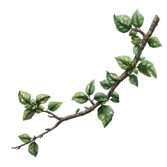 Wall Mural - alder branch with curves