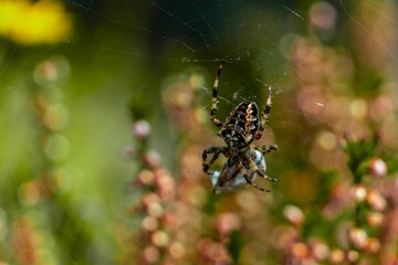Crusader Spider on in its net