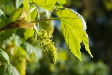 Closeup of a maple (Acer) leaves and colorful blossoms adorning a tree