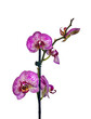 houseplant purple orchid on a white background