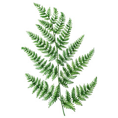 Wall Mural - fern made from embroidery thread