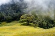 Lush green trees in a foggy meadow, situated against a backdrop of rolling hills
