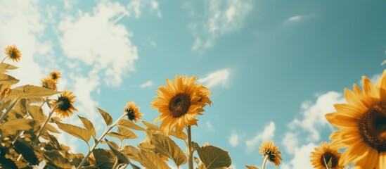 Sticker - A vibrant field of sunflowers swaying in the wind under a blue sky with fluffy white cumulus clouds, attracting pollinators like bees and butterflies