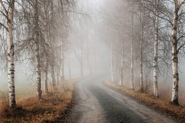 Wall Mural - Foggy Road In Norway and a birch alley. Autumn scene in Levanger, Norway