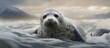 A Bearded Seal, a type of Earless seal, is swimming in the water and looking at the camera with its carnivorous eyes, whiskers, and snout as a marine mammal