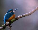Fototapeta Zwierzęta - Small kingfisher bird perched atop a branch in its natural habitat within a wildlife park