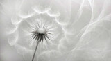 Fototapeta Fototapeta z dmuchawcami na ścianę - Dmuchawiec fraktal. Biały kwiat