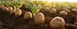 .A field of potatoes is shown in the sun.