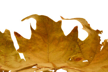 Wall Mural - dry leaf isolated on white background