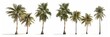 A row of tall, slender palm trees standing upright against a plain white background