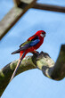 czerwona papuga w wolierze siedzi na gałęzi