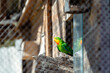 zielona papuga wychodzi ze swojego domku