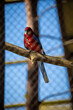 czerwona papuga w wolierze siedzi na gałęzi