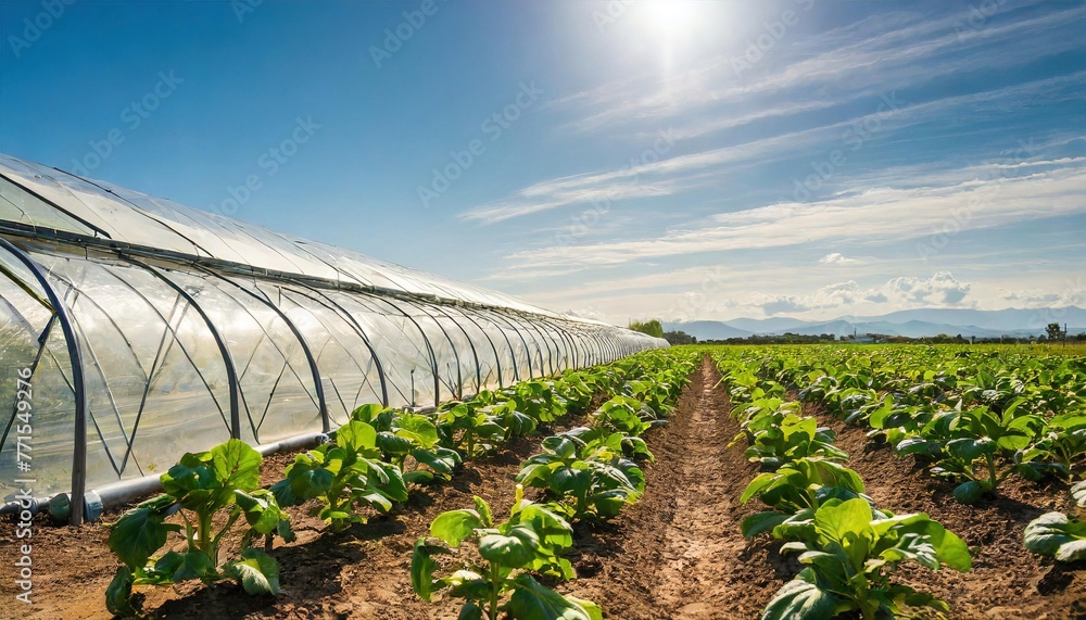 Young plants growing in a very large plant nursery food farm outside ...