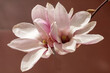 Kwiat magnolii w wiosennym słońcu w zbliżeniu.