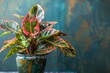 A potted plant with green and red leaves, bringing life to indoor settings with its vibrant colors. Ideal for adding a natural touch to home decor.






