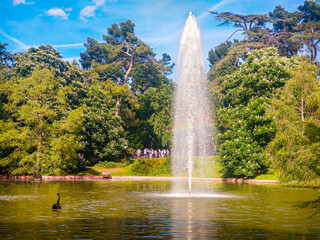 Beautiful lake with a black swan and a fountain in El Retiro park in Madrid – Spain – Europe