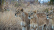 Drei Löwinnen beobachten während der Jagd die Umgebung