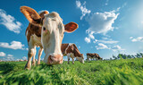 Fototapeta Sport - Pastoral Bliss: Duo of Holstein Cows Grazing in Verdant Meadow