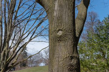 Poster - trees in the park on a cloudy blue sky day in spring