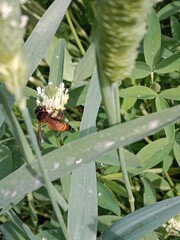 Wall Mural - Honey Bee collect nectar or pollens from the trifolium alexandrinum flower Egyptian clover, berseem clover