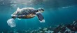 A sea turtle is gracefully gliding underwater with an unfortunate plastic bag clinging to its shell. This event highlights the negative impact of pollution on marine life