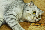 Fototapeta Dinusie - The kitten is lying on its side.