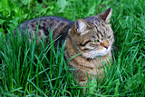 Fototapeta Dinusie - The kitten is lying among the thick green grass.