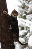Fototapeta Dinusie - he cat goes climbing a tree .