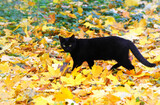 Fototapeta Dinusie - The cat is on the fallen yellow autumn leaves.