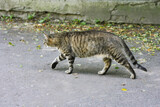 Fototapeta Dinusie - The cat is walking on the asphalt among the fallen leaves.