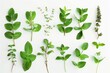 Assorted aromatic mint leaves and branches on white background for culinary or herbal design