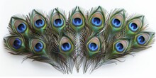 Majestic Peacock Feathers Arranged In Abstract Design, On White Background.