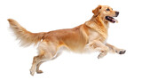 Fototapeta Mapy - Golden Retriever dog jumping isolated on transparent background. 3D rendering