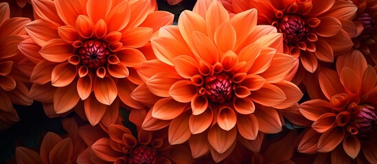 Wall Mural - Macro photography closeup of a cluster of orange flowers on a black background, showcasing the intricate details of the petals and beauty of the flowering plant