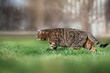 striped domestic cat on a free walk on a green lawn spring portraits of cats beautiful sunny photos of pets
