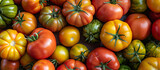 Fototapeta  - Various red, yellow, green type of tomatoes top view. Healthy food ingredient. Vegetable harvest background. 
