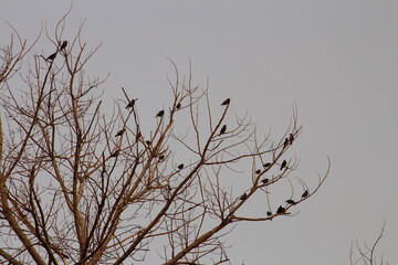 A group of birds in a tree