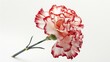 Beautiful colorful carnation flower  isolated on white background Generative AI