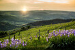 Sunset bathes a Tuscany, Italy rolling landscape in golden light, highlighting the rows of a vineyard and clusters of purple lupine flowers in the foreground. The hills in the distance recede into sof