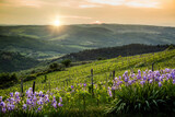 Fototapeta Tęcza - Sunset bathes a Tuscany, Italy rolling landscape in golden light, highlighting the rows of a vineyard and clusters of purple lupine flowers in the foreground. The hills in the distance recede into sof