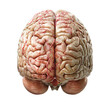 3D Style Human Brain Anatomy Isolated on PNG Transparent Background.
