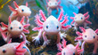 axolotl in an aquarium. Selective focus.